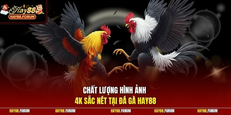 Chất lượng hình ảnh 4K sắc nét tại đá gà Hay88