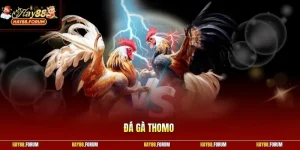 Đá Gà Thomo - Khám Phá Quy Định Tham Gia Đấu Trường Cơ Bản
