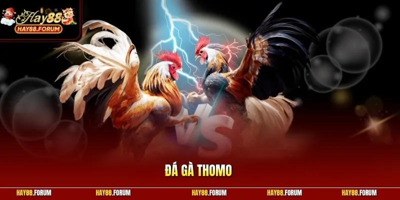 Đá Gà Thomo - Khám Phá Quy Định Tham Gia Đấu Trường Cơ Bản