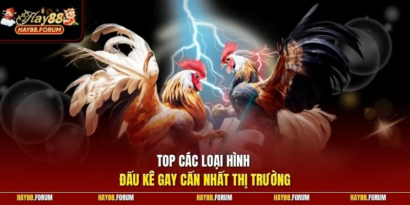 Top các loại hình đấu kê gay cấn nhất thị trường